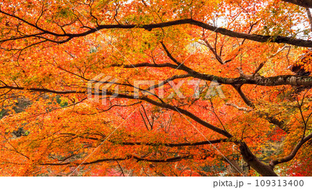 兵庫県 三木市 紅葉の伽耶院 兵庫県 三木市 紅葉の伽耶院 109313400
