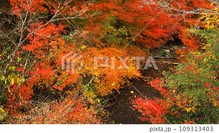 兵庫県 三木市 紅葉の伽耶院 109313403