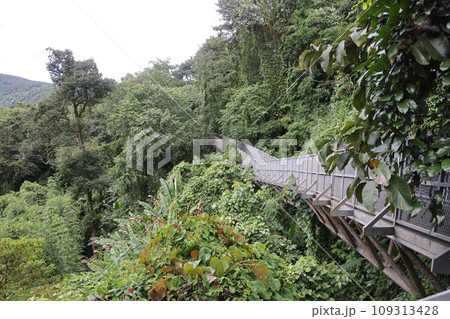 【タイ】チェンマイのキャノピーウォーク 109313428