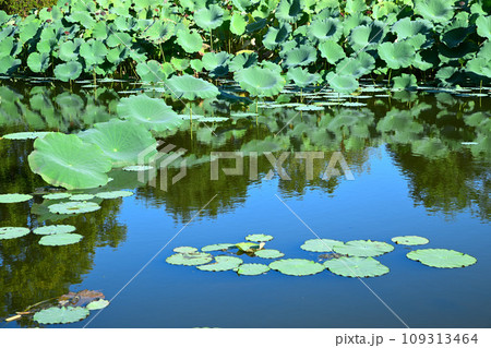 平成の森公園 古代蓮 修景池 川島町 平成の森公園 古代蓮 修景池 川島町 109313464