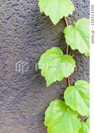 外壁を伝うナツヅタ 109313480