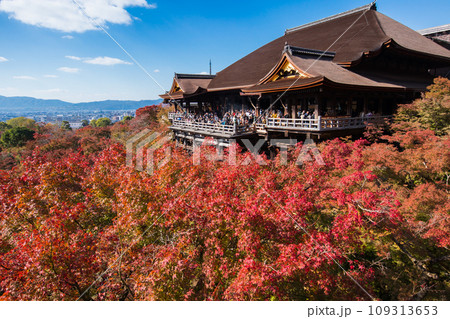 紅葉の清水寺(京都府-京都市) 紅葉の清水寺(京都府-京都市) 109313653