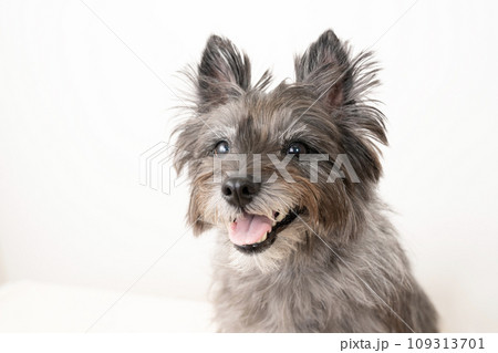 微笑むケアーンテリアのバストアップ 微笑むケアーンテリアのバストアップ 109313701