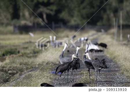 ナベヅルの番いの鳴き交し 109313910