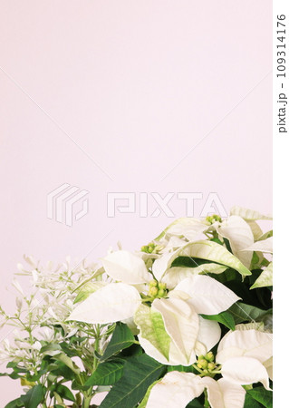 冬の白い花 冬の白い花 109314176