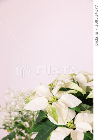 冬の白い花 冬の白い花 109314177