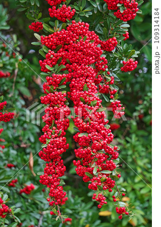 赤いピラカンサの実（秋、十一月） 109314184