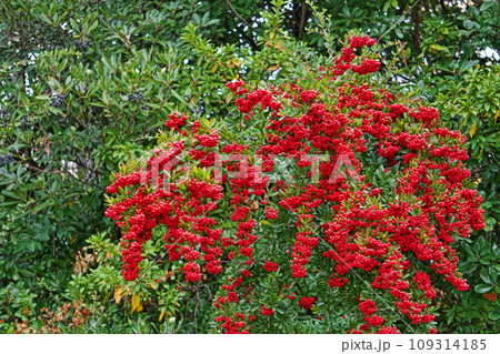 赤いピラカンサの実（秋、十一月） 109314185