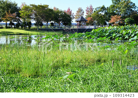 平成の森公園 古代蓮 修景池 川島町 平成の森公園 古代蓮 修景池 川島町 109314423