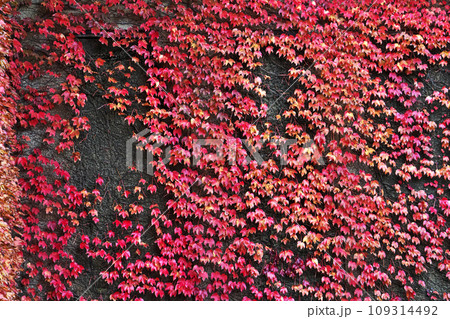 紅葉したツタの葉(秋、十一月) 紅葉したツタの葉(秋、十一月) 109314492