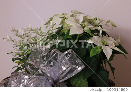 冬の白い花 109314609