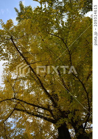 京都府立植物園 京都府立植物園 109314615