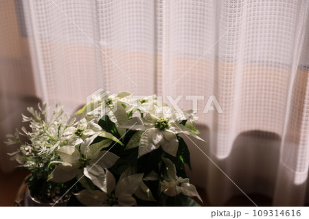 冬の白い花 冬の白い花 109314616