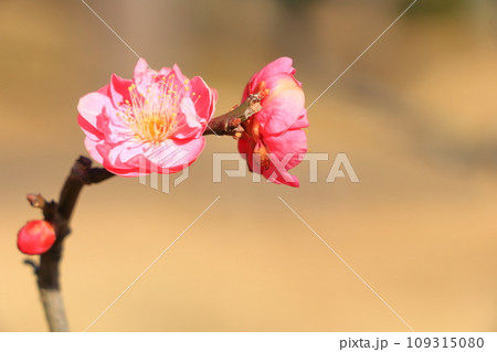 春を告げる紅梅の花 109315080