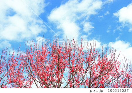 紅梅の花満開 紅梅の花満開 109315087