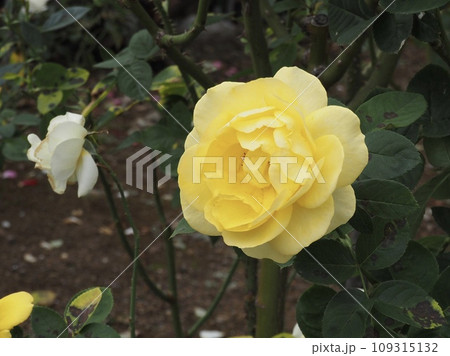 バラ　伊豆の踊り子 109315132