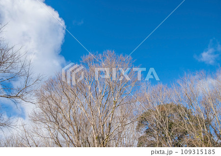 落葉した木と冬の空《風景・背景素材》 落葉した木と冬の空《風景・背景素材》 109315185