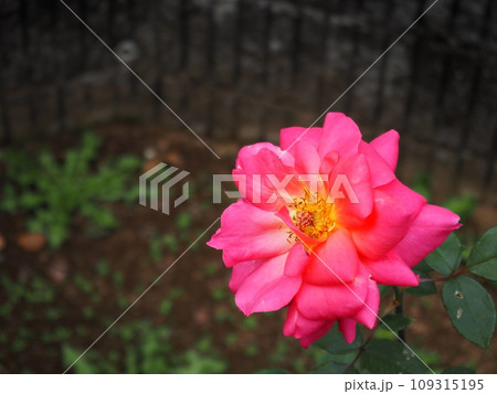 レディセトン 109315195