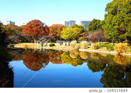 紅葉の北の丸公園の秋風景 109315684