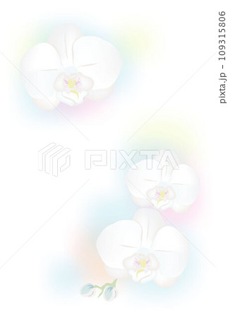 淡いやさしい、胡蝶蘭のイラスト 喪中はがき 寒中見舞い 淡いやさしい、胡蝶蘭のイラスト 喪中はがき 寒中見舞い 109315806