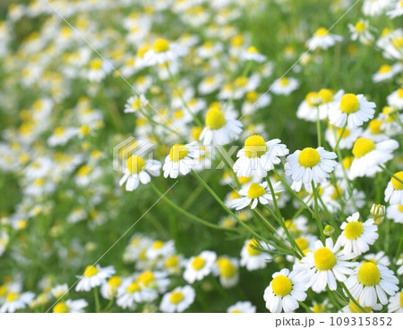 群生する庭のカモミールの花、カモミールの花の背景、ハーブ園のカモミール 群生する庭のカモミールの花、カモミールの花の背景、ハーブ園のカモミール 109315852