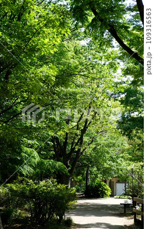 優しい風が吹き抜ける緑道 109316563