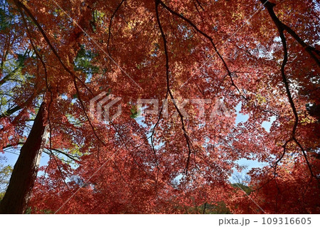 埼玉県嵐山町　紅葉する武蔵嵐山渓谷の楓の木 109316605