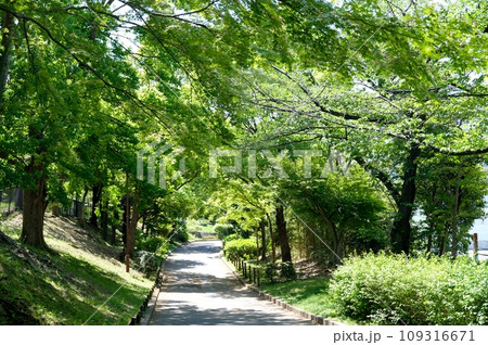 優しい風が吹く抜ける緑道 109316671