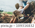 vegetable field 109316832