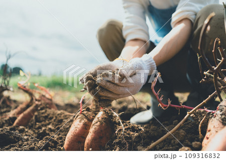 vegetable field 109316832