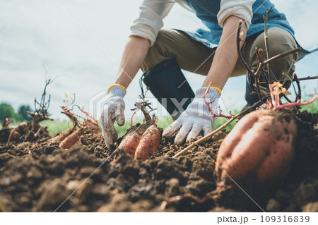 vegetable field vegetable field 109316839