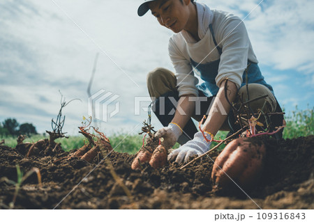 vegetable field 109316843