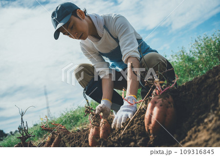 vegetable field 109316845
