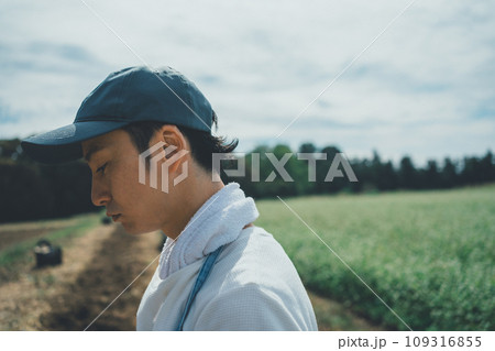 vegetable field 109316855