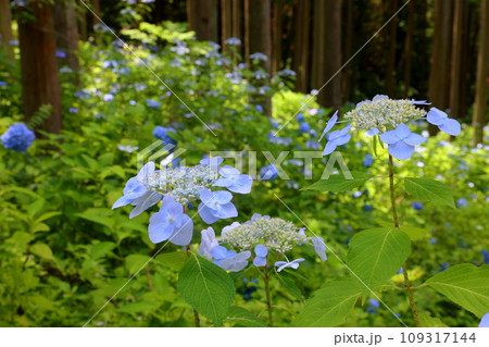 岩手県一関市舞川原沢　紫陽花の名所みちのくあじさい園　散策路沿いの満開のガクアジサイ 109317144