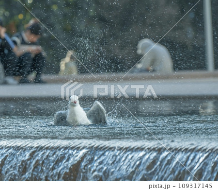 繁華街の横断歩道 繁華街の横断歩道 109317145
