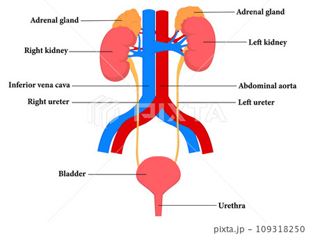 腎臓と膀胱の各部名称 腎臓と膀胱の各部名称 109318250
