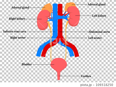 腎臓と膀胱の各部名称 腎臓と膀胱の各部名称 109318250