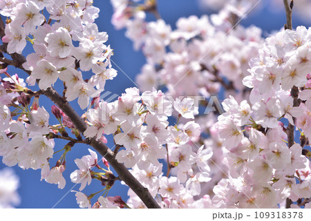 日本の春 満開の桜 日本の春 満開の桜 109318378