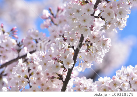 日本の春 満開の桜 109318379