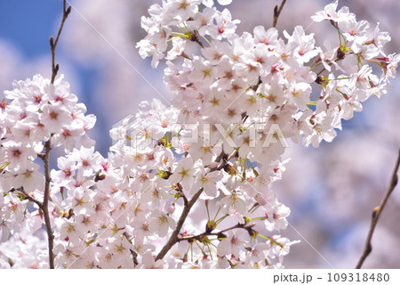 日本の春 満開の桜 日本の春 満開の桜 109318480