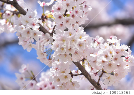 日本の春 満開の桜 109318562
