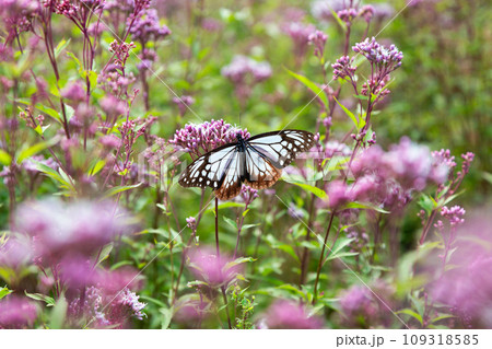 アサギマダラとフジバカマ アサギマダラとフジバカマ 109318585