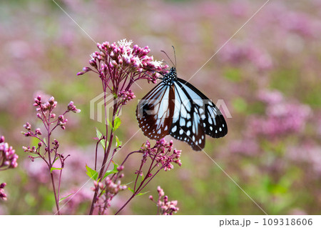 アサギマダラとフジバカマ アサギマダラとフジバカマ 109318606