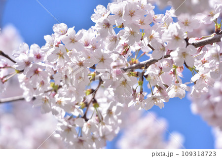 日本の春 満開の桜 109318723