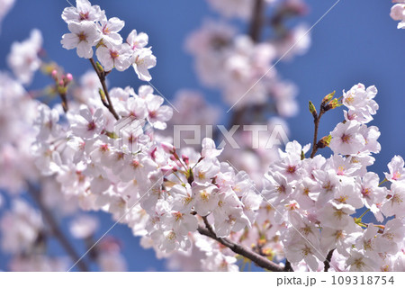 日本の春 満開の桜 日本の春 満開の桜 109318754