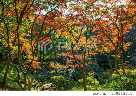 東京都　殿ヶ谷戸庭園（とのがやとていえん）　次郎弁天池の紅葉　都立庭園 109318819