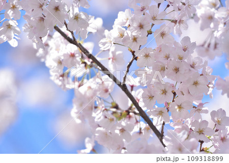 日本の春 満開の桜 109318899