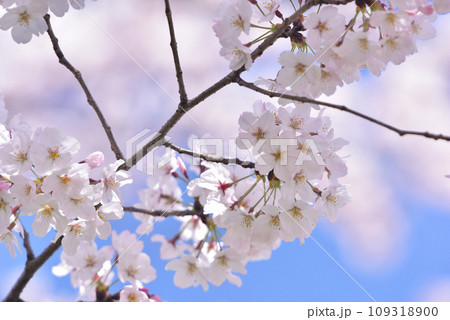 日本の春 満開の桜 109318900