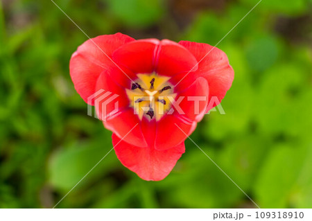 ハロー・チューリップ ハロー・チューリップ 109318910